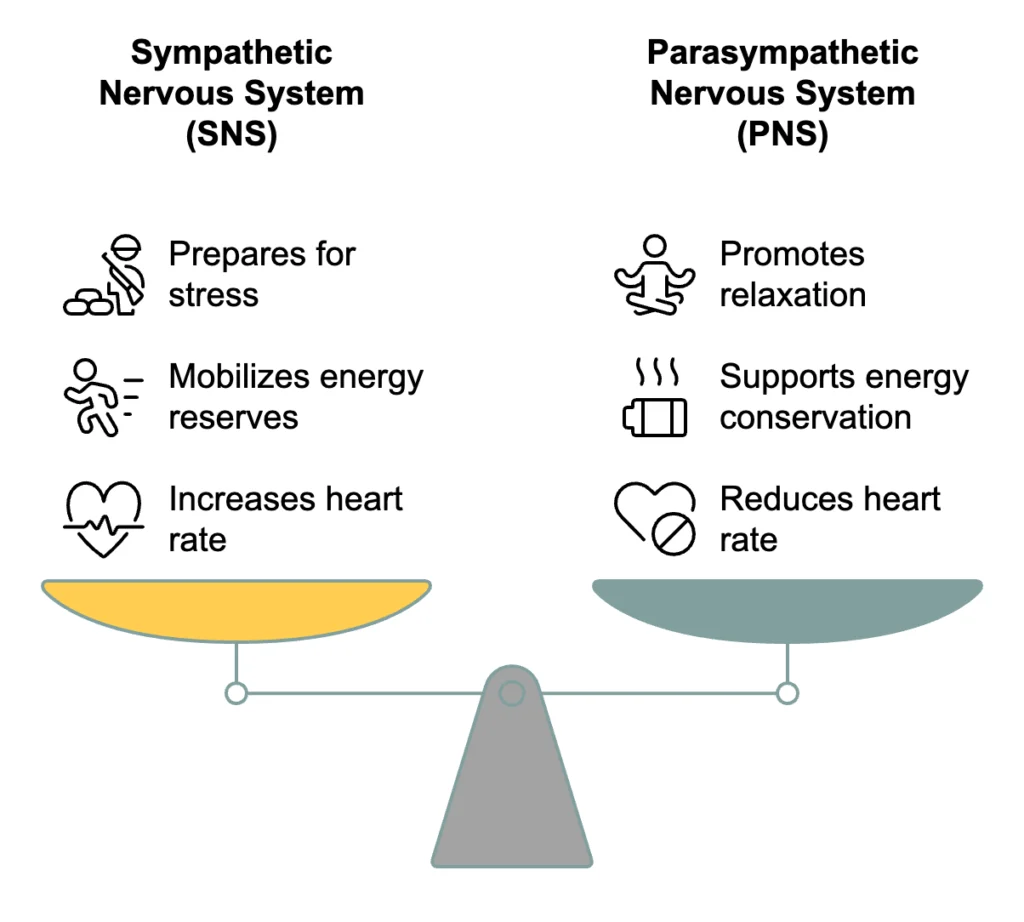 Comparison of sympathetic and parasympathetic functions.