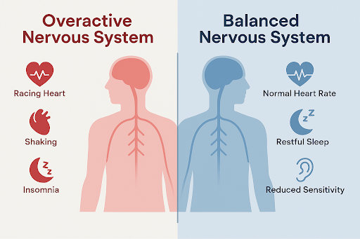 Diagram comparing an overactive nervous system with symptoms like racing heart, shaking, and insomnia to a balanced system with normal heart rate, restful sleep, and reduced sensitivity, using red and blue color coding.