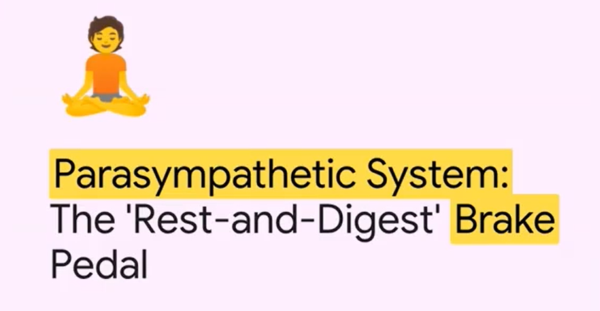 Illustrates how the amygdala, the brain’s “smoke detector,” misfires in chronic anxiety — a hallmark of nervous system dysregulation.