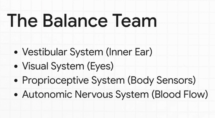 Bullet-point list identifying four systems that maintain balance: vestibular (inner ear), visual (eyes), proprioceptive (body sensors), and autonomic nervous system (blood flow).