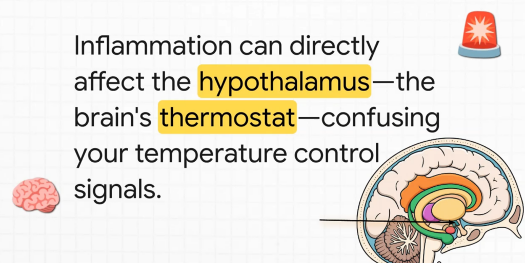 Illustration showing inflammation impacting the hypothalamus and temperature regulation.