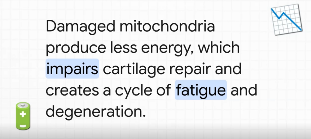 Text explaining that damaged mitochondria reduce energy, impair cartilage repair, and cause fatigue.