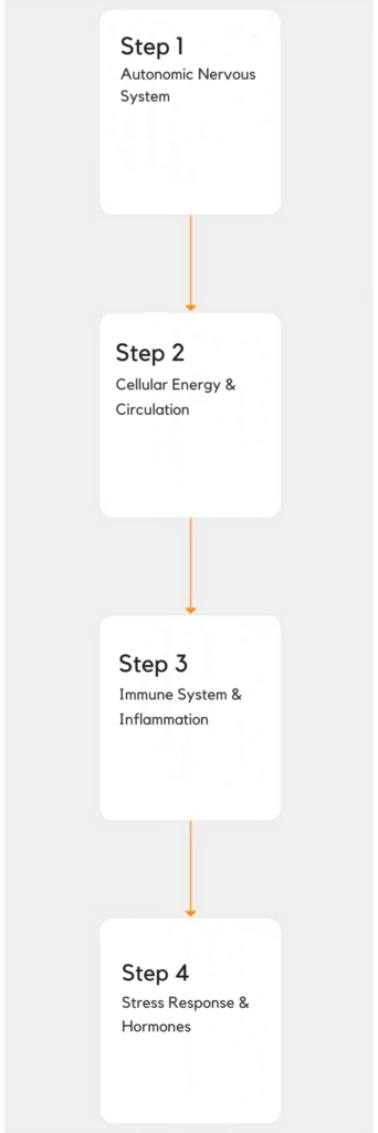 Flowchart showing four steps: autonomic nervous system, cellular energy and circulation, immune inflammation, and stress hormones