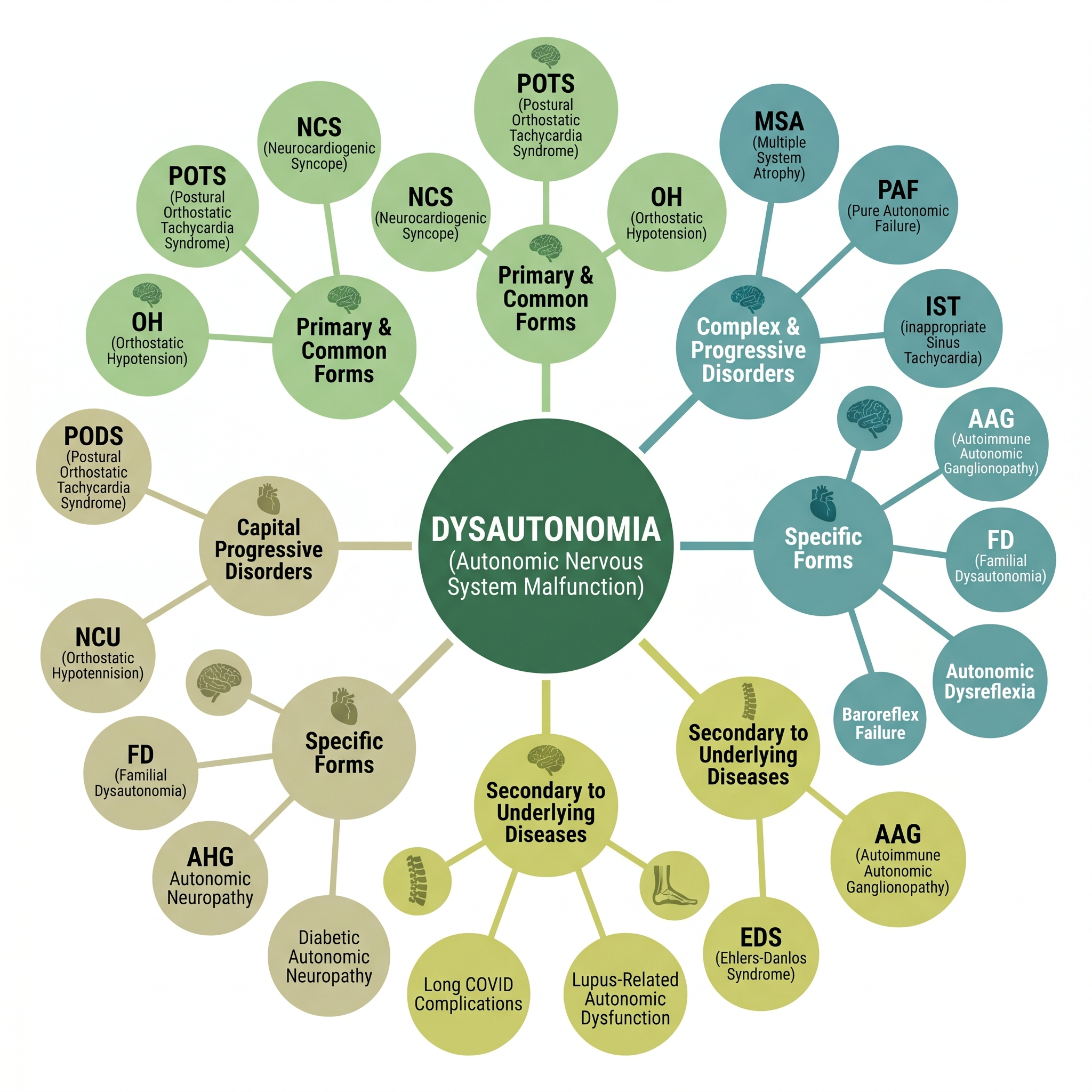 Dysautonomia umbrella diagram showing all conditions including POTS, NCS, OH, MSA, PAF, IST, AAG, FD, EDS, Long COVID, Lupus and Diabetic Autonomic Neuropathy